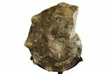 Cretaceous Ammonite (Mammites) Fossil with Metal Stand - Morocco #164221-3